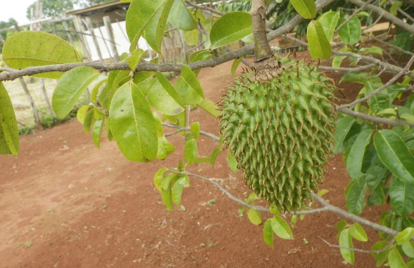 graviola